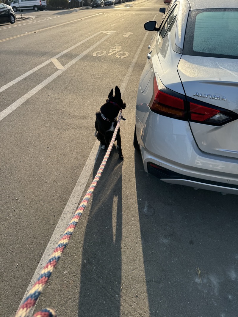 A picture of a black dog named Bowie sitting, taken on August 10 2024 at 7:27 am